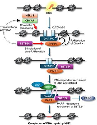 Exploring the intersection of epigenetics, DNA repair, and immunology from studies of ICF syndrome, an inborn error of immunity